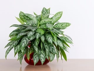 Chinese evergreen and snake plant